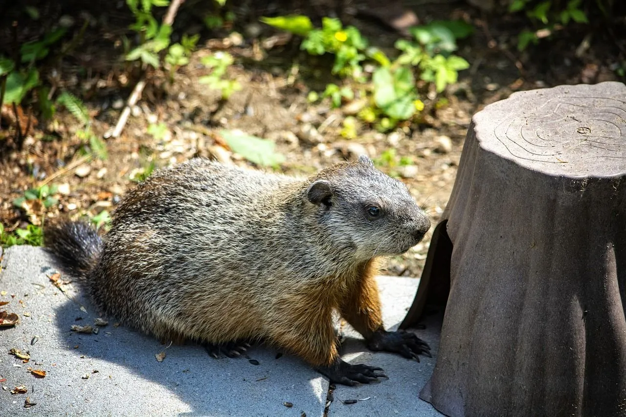 Groundhog Diet: Everything You Need To Know About What They Eat
