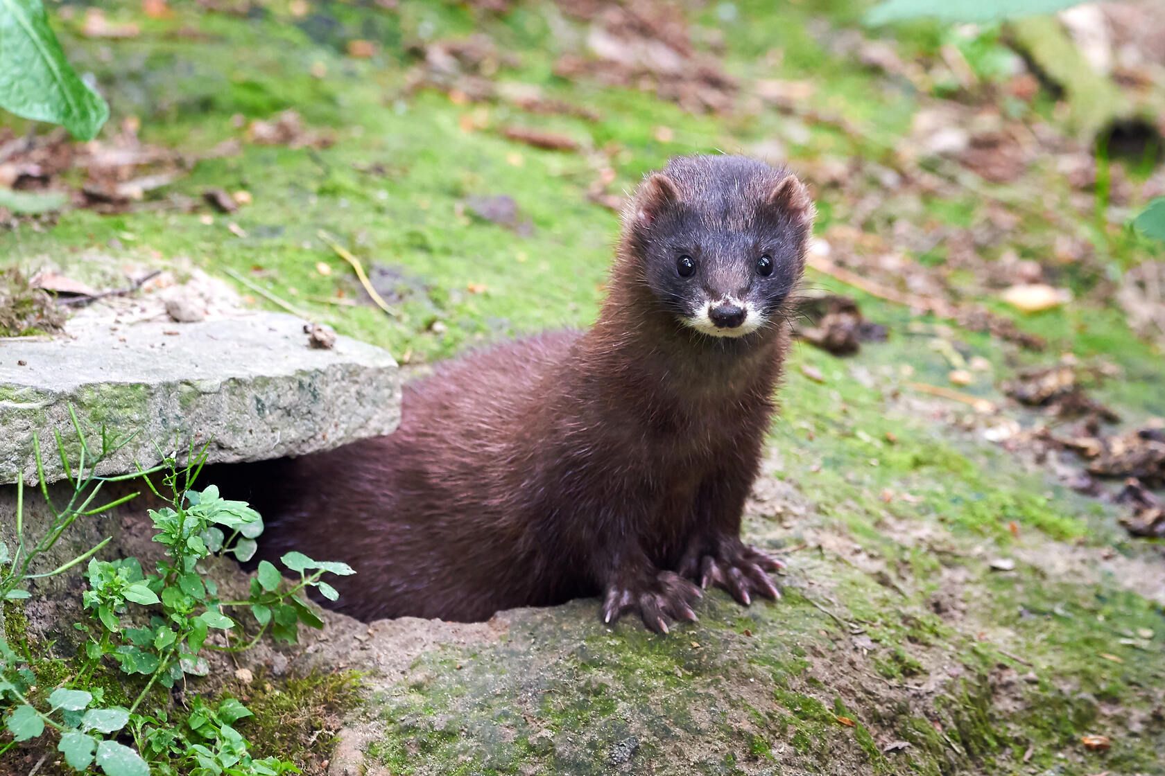 What Do Minks Eat? What Food Do We 'Mink' Is Their Favorite? | Kidadl