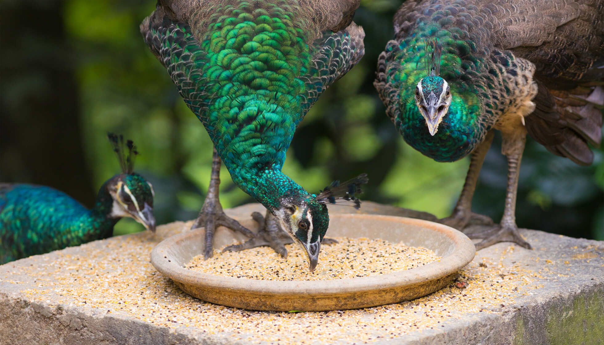 peacock eating food