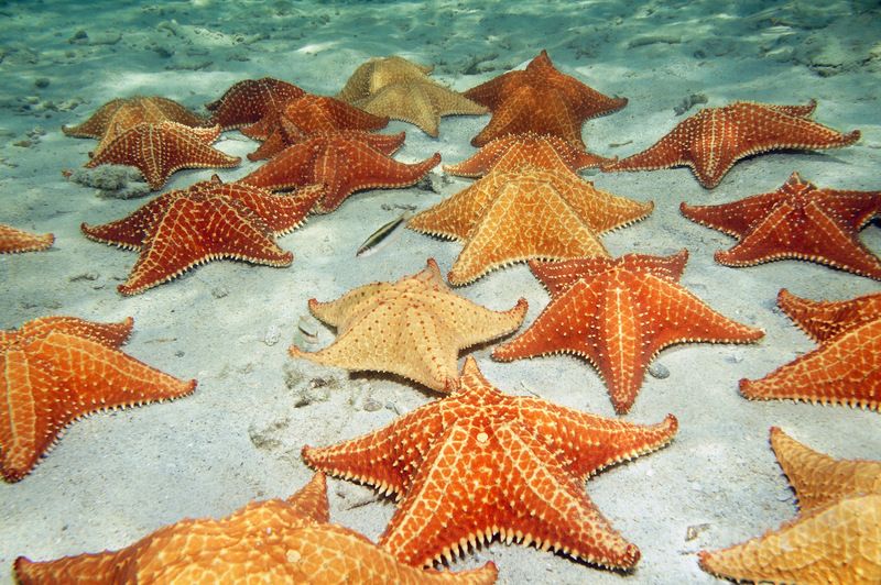Many cushion starfish underwater.