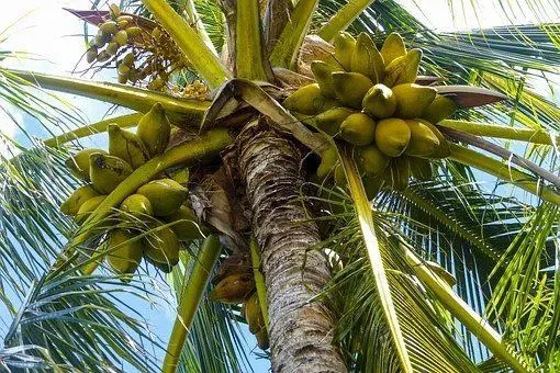 Palm fruits are edible and tasty!