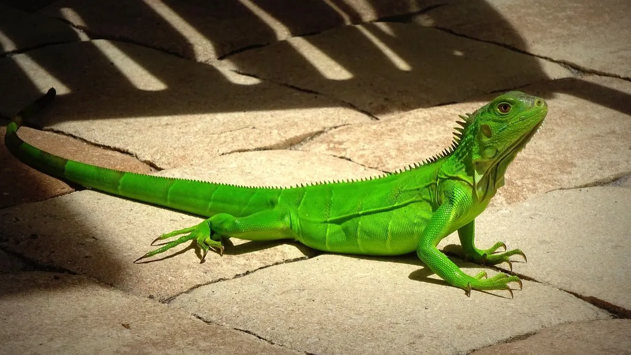 Wild iguanas generally live for longer than pet ones, who may die due to neglect or lack of proper care given.