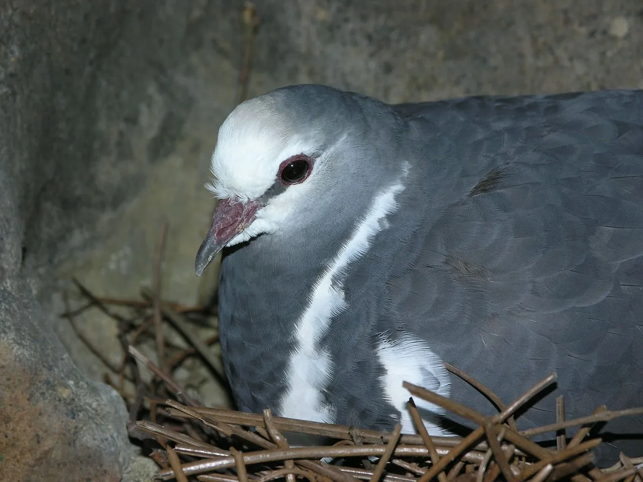 Doves usually lay two eggs per clutch.