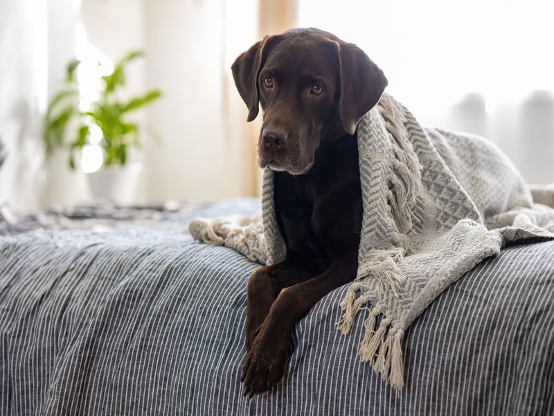 When Do Labs Stop Growing? How Big Do They Get? Kidadl