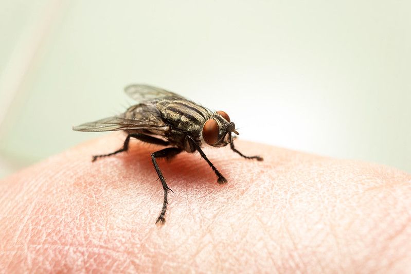 Curious Kids Facts Where Do Flies Go At Night Do Flies Sleep Kidadl