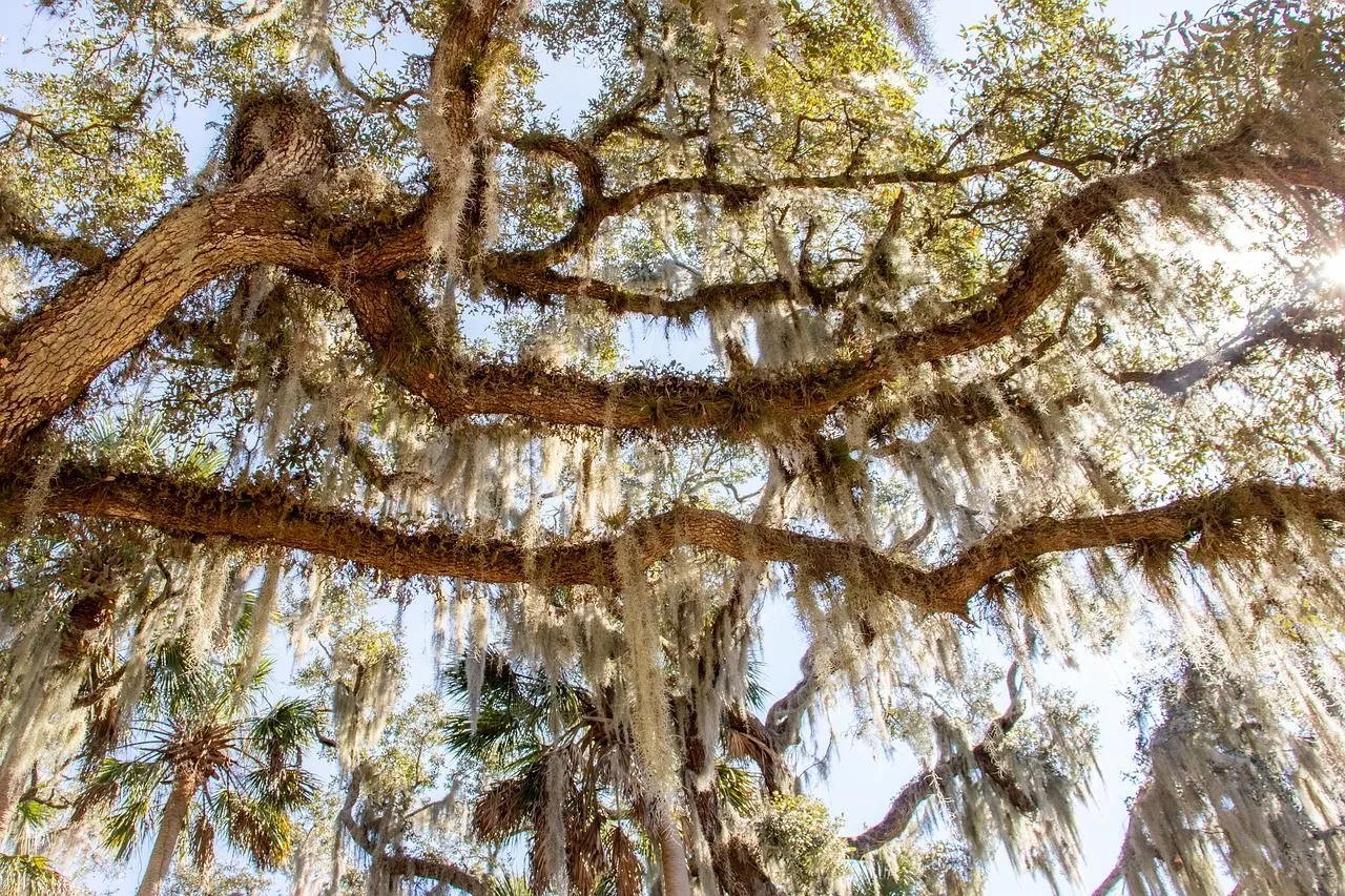 Before the advent of synthetic fibers, Spanish moss was used in manufacturing upholstery.