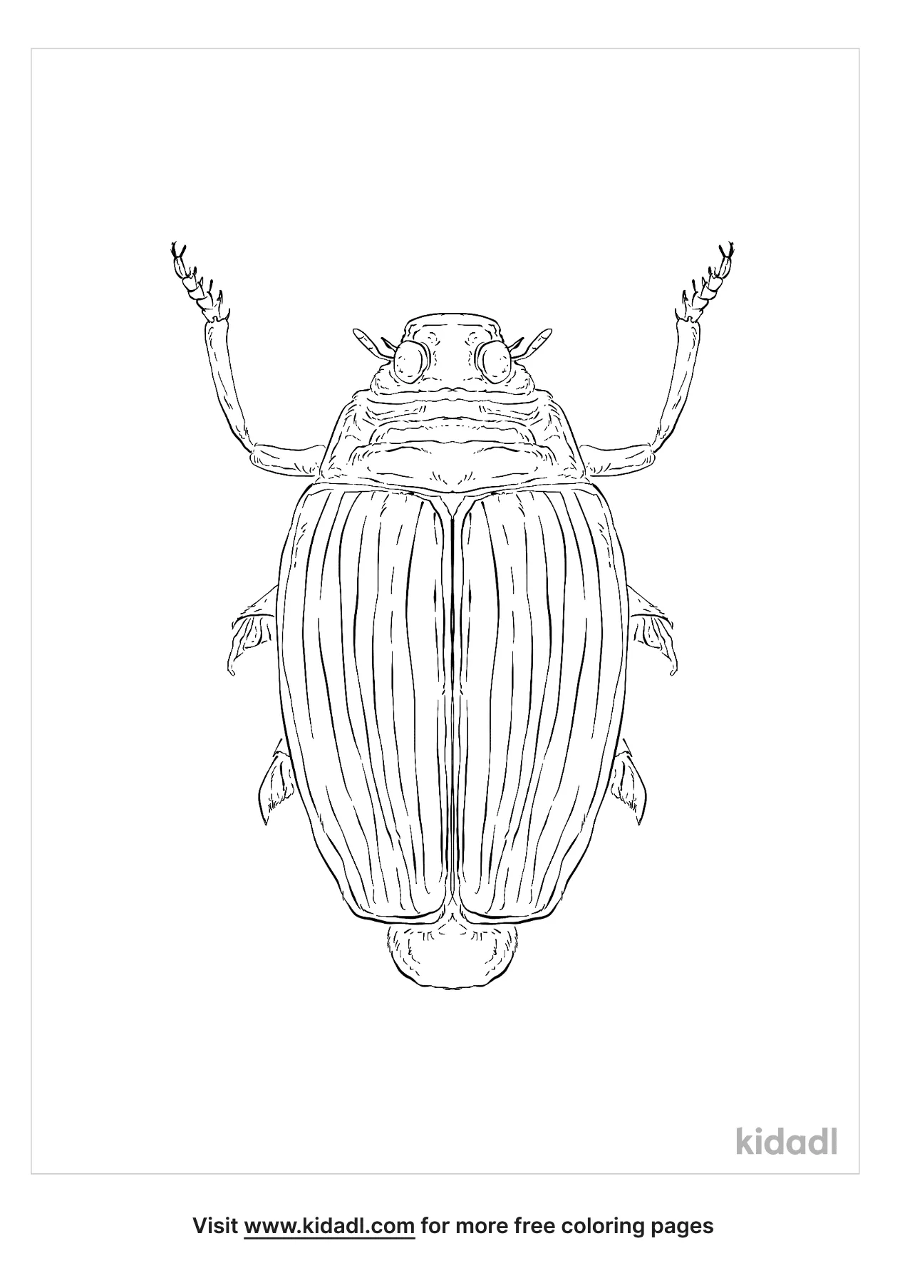 Whirligig Beetle Coloring Page | Free Bugs Coloring Page | Kidadl