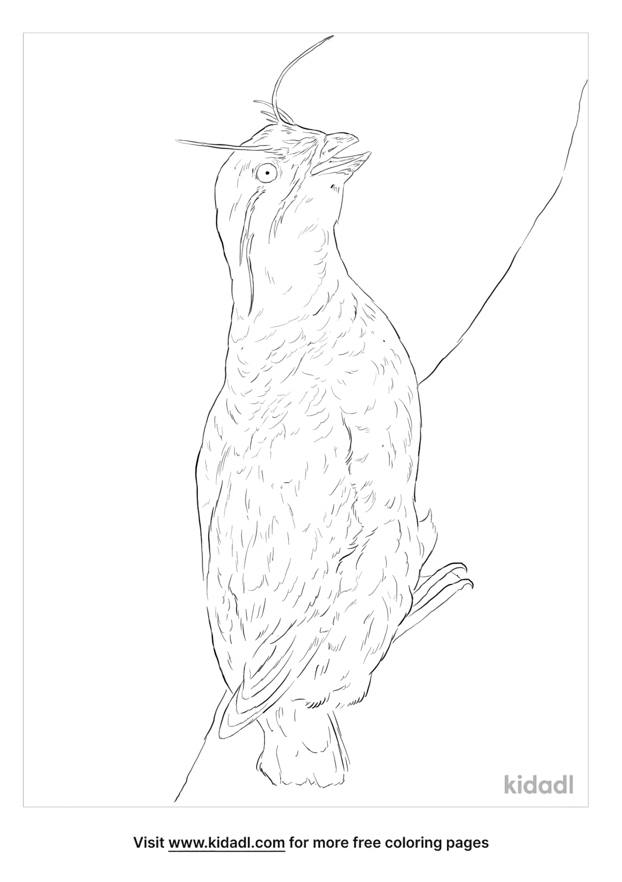 Whiskered Auklet Coloring Page
