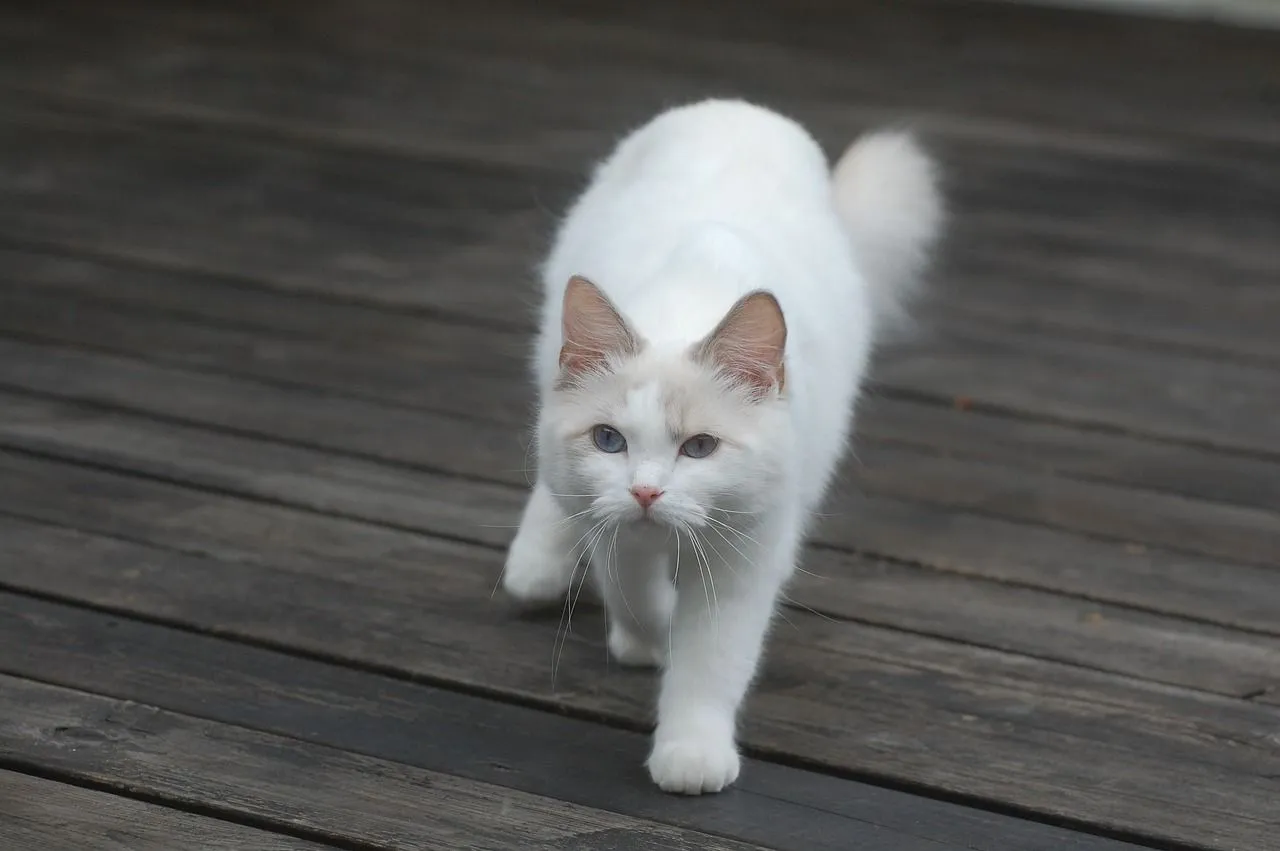 A white furry cat walking on a wooden platform