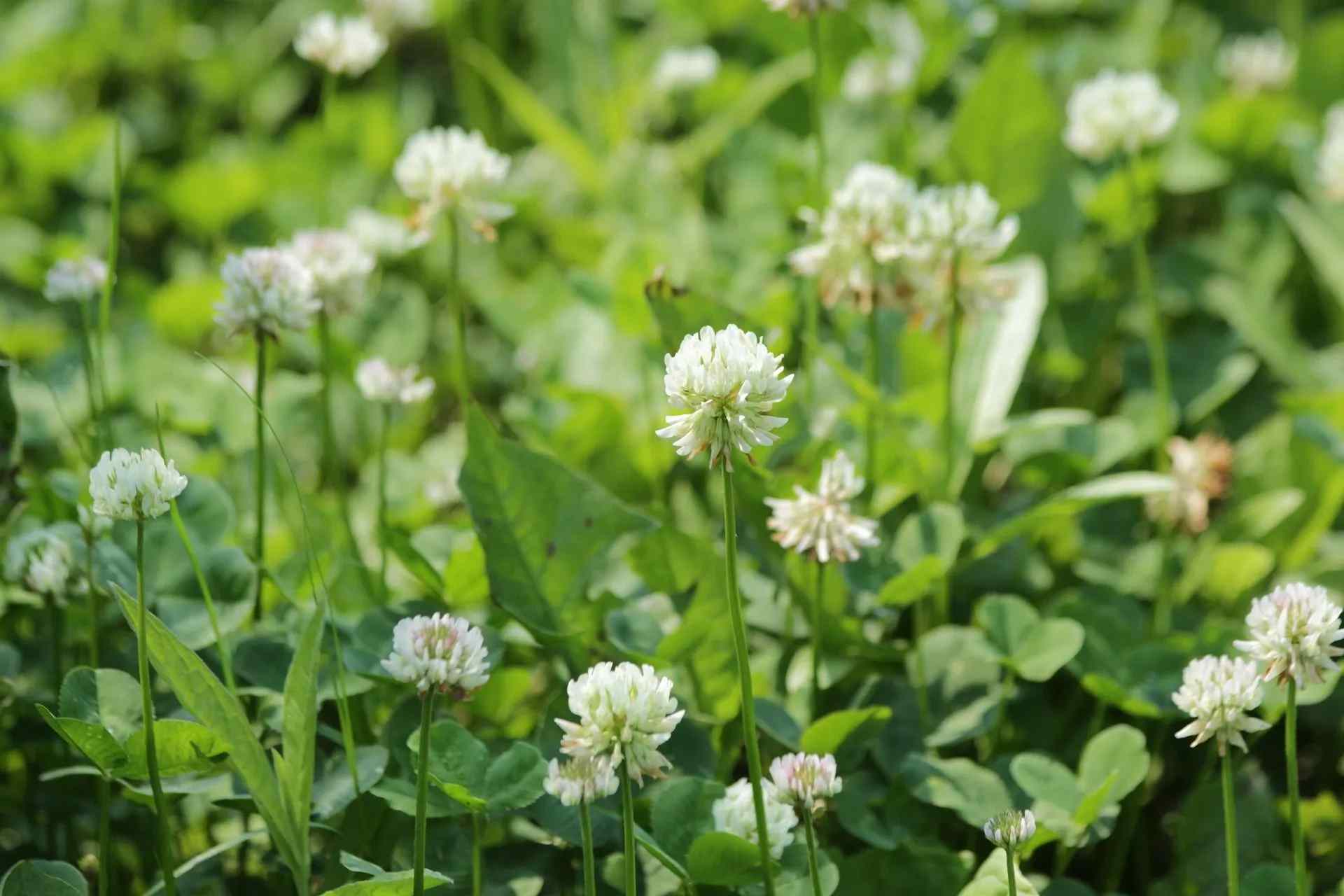 White Clover is also used in some modern medicines.