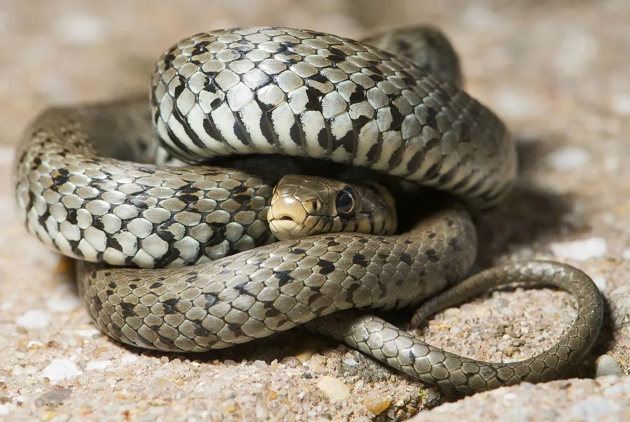 White-crowned snake facts are interesting.
