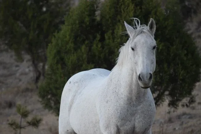 White horses often linked to the moon in mythology.