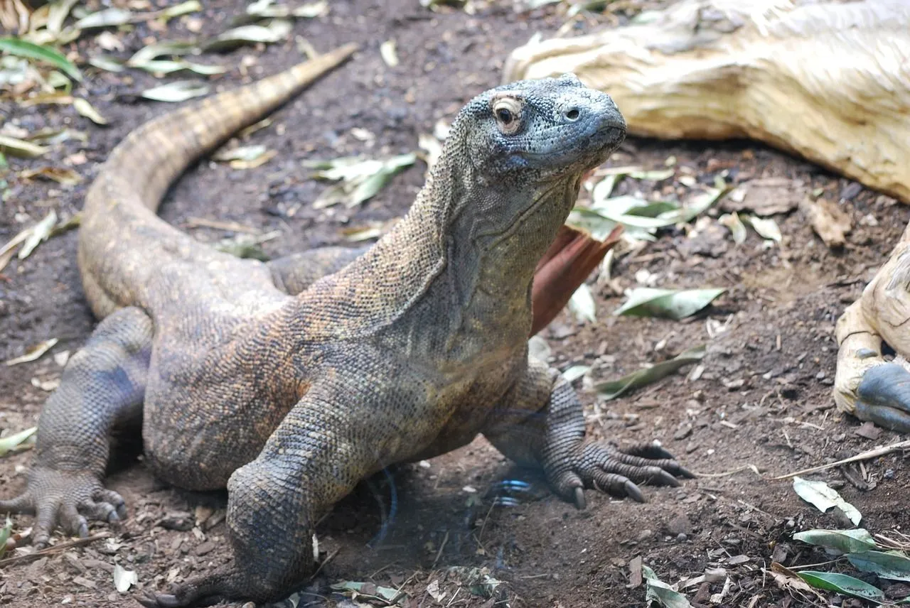 The Komodo dragon is the largest lizard species in the world.