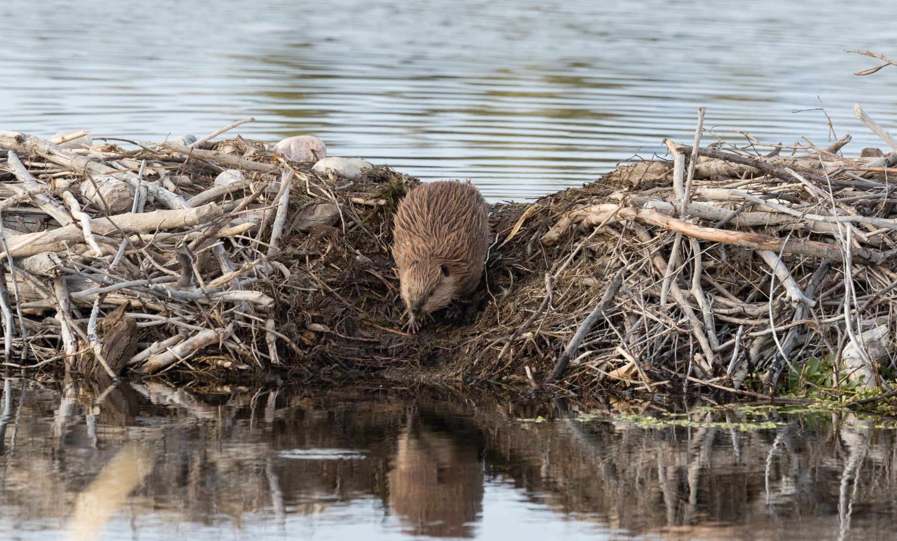 Why Do Beavers Build Dams? Learn Fun Facts About Wetland Rodent | Kidadl