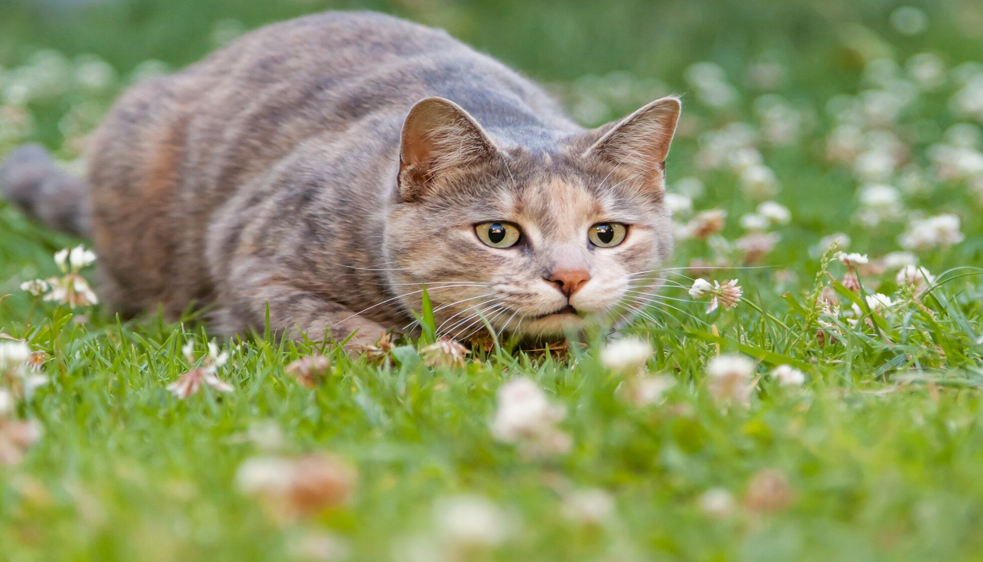 Why Do Cats Bring You Dead Animals? Weird Cat Behaviors Explained | Kidadl