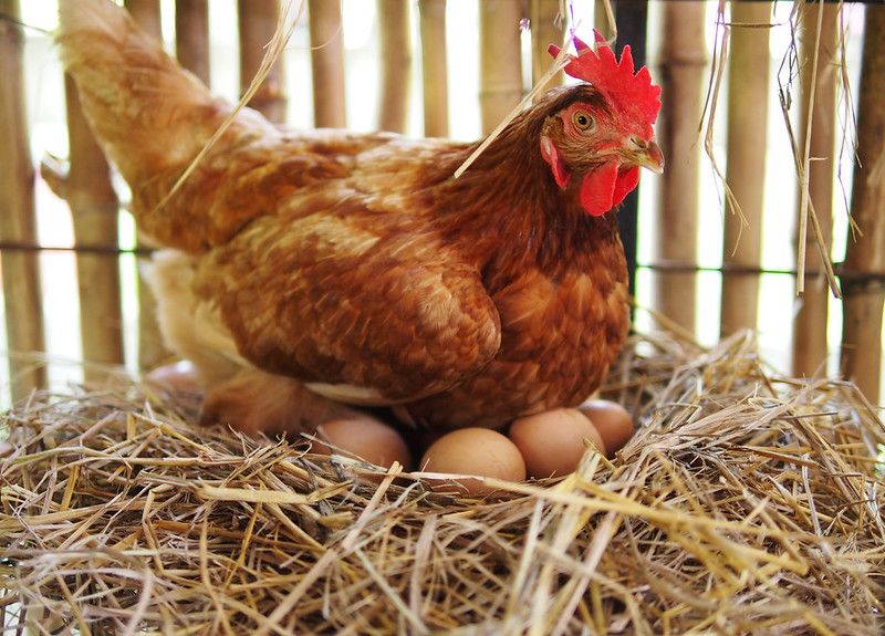 Why Do Chickens Lay Eggs? Eggs-cellent Animal Facts Explained | Kidadl