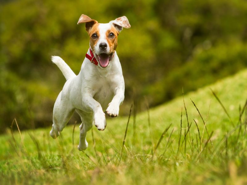 why do dogs bury bones in furniture