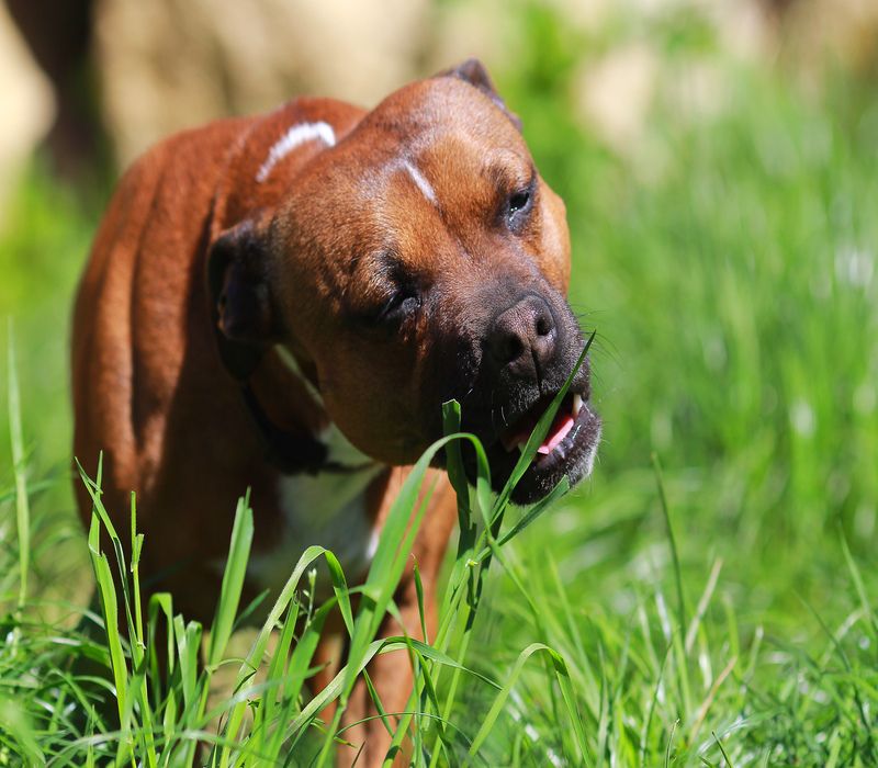 Why Do Dogs Eat Grass And Throw Up