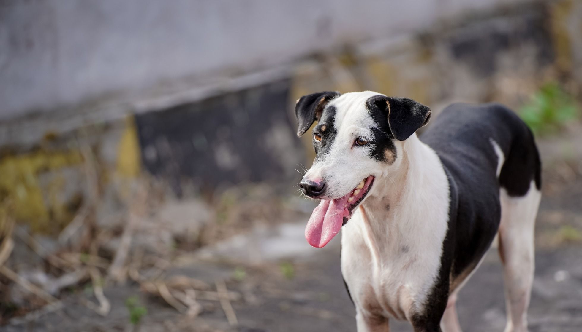 is it ok for dogs to eat their vomit