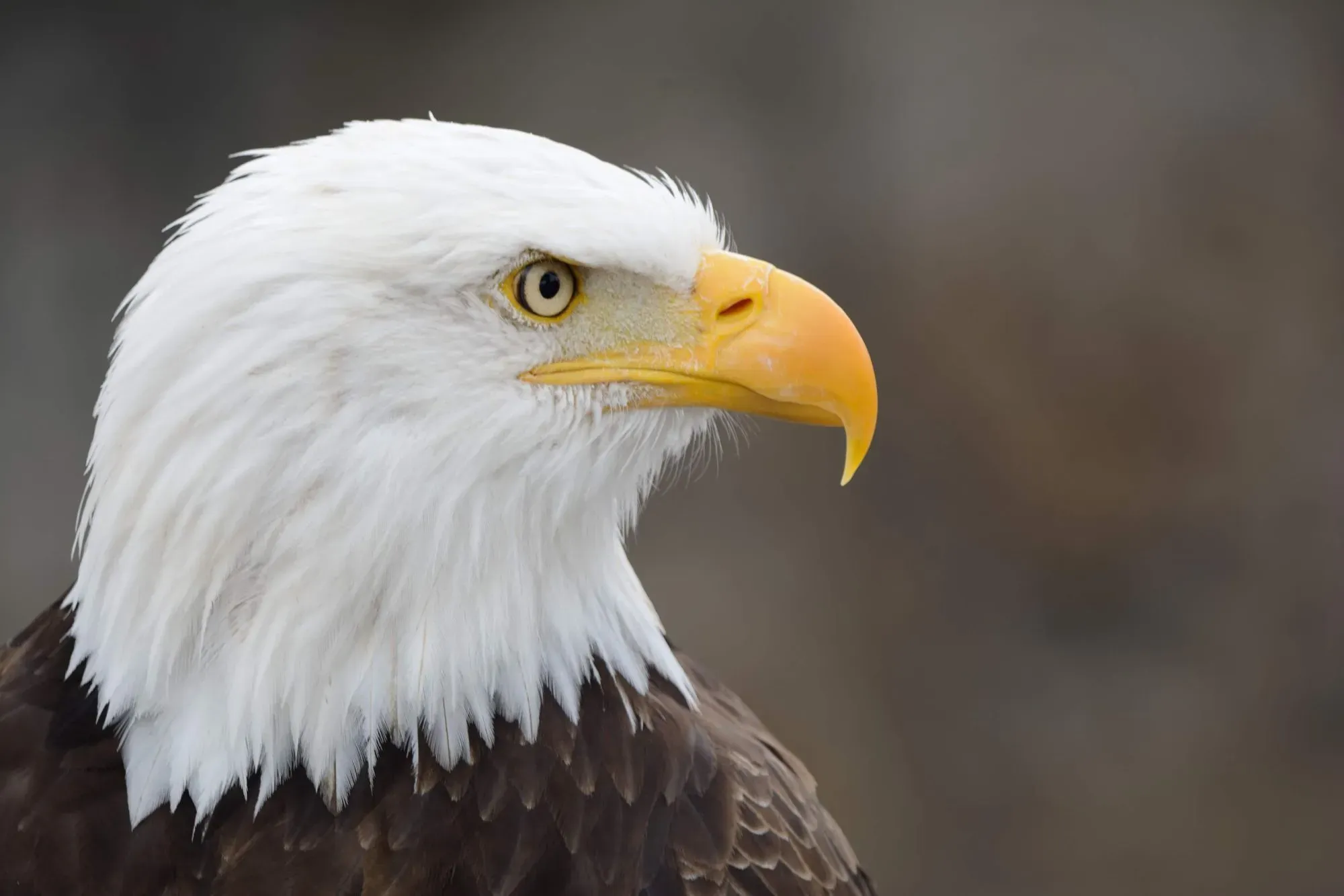 Eagles have strong beaks which are made out of keratin.