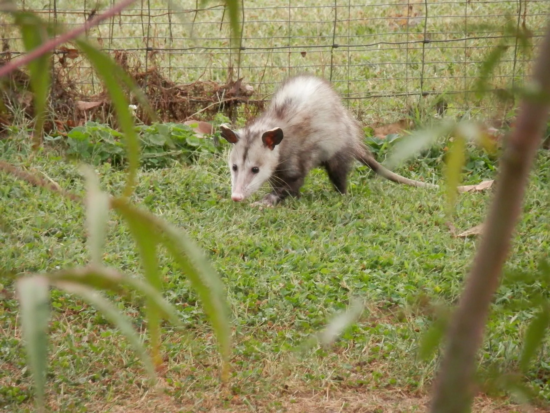 How Long Do Possums Live? How Can You Tell When They 'Play Possum' | Kidadl