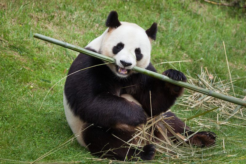 Why Do Pandas Eat Bamboo? What Else Do They Eat? | Kidadl
