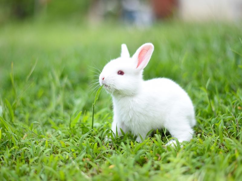 Beautiful white rabbit chewing grass.