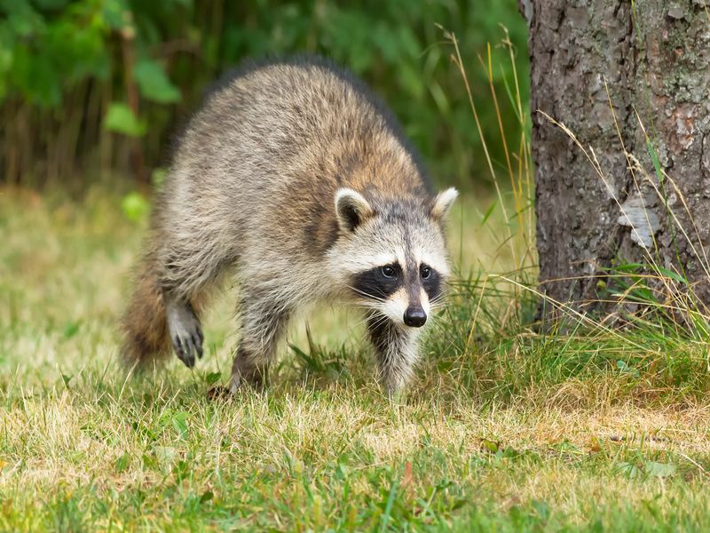 A Common Raccoon is walking in the short grass.