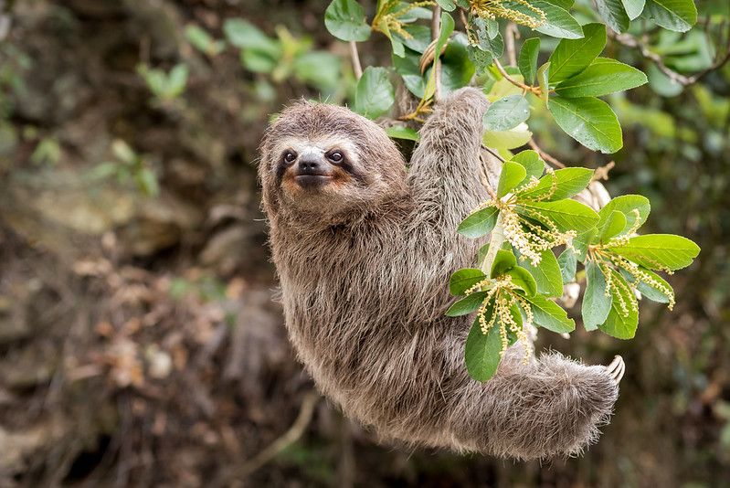 Common Sloth on jungle.