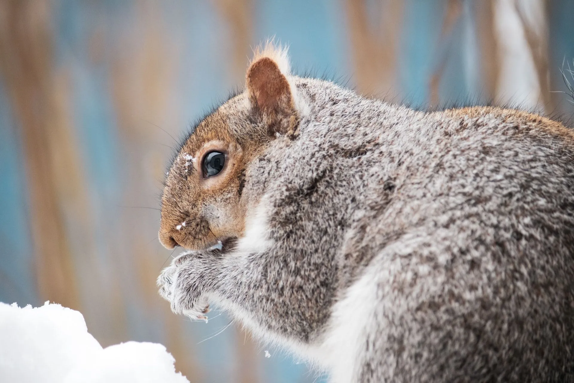 Squirrels eat meat to increase their body heat during winter months.