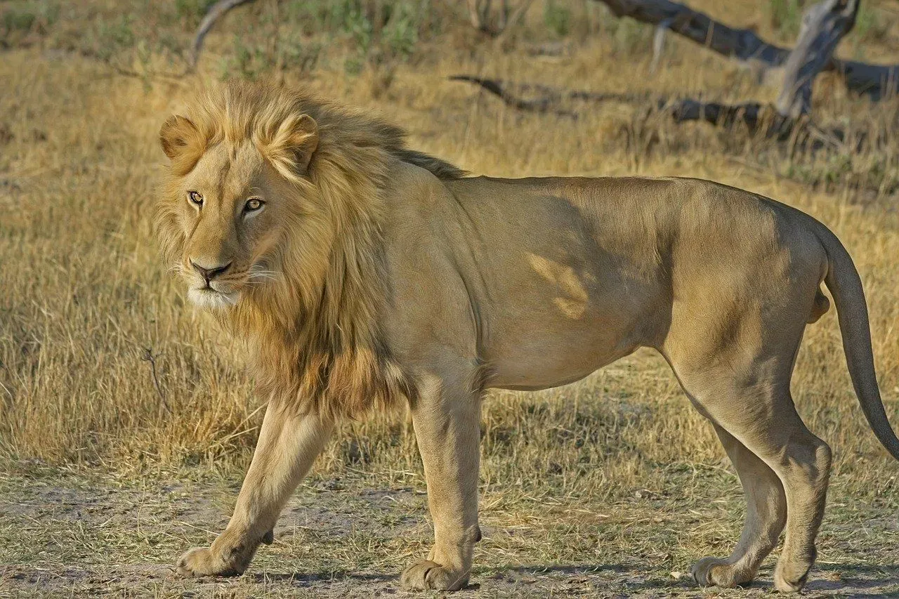 The lion is the animal regarded as the king of jungle.