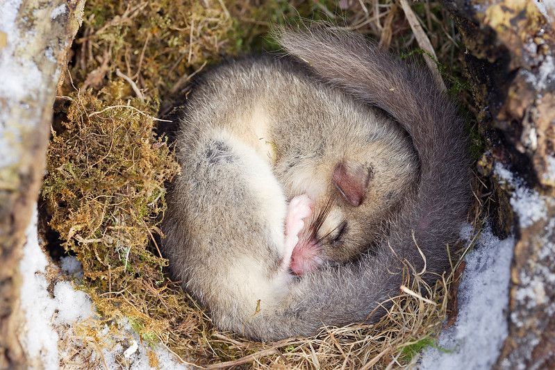 Why Do Animals Hibernate? Curious Animal Hibernation Facts To Know! | Kidadl