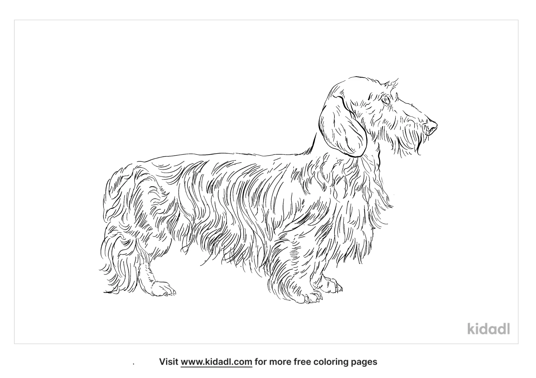 Wire Haired Dachshund Coloring Page