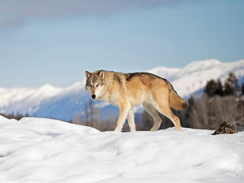 Tundra Wolf walking in the winter snow
