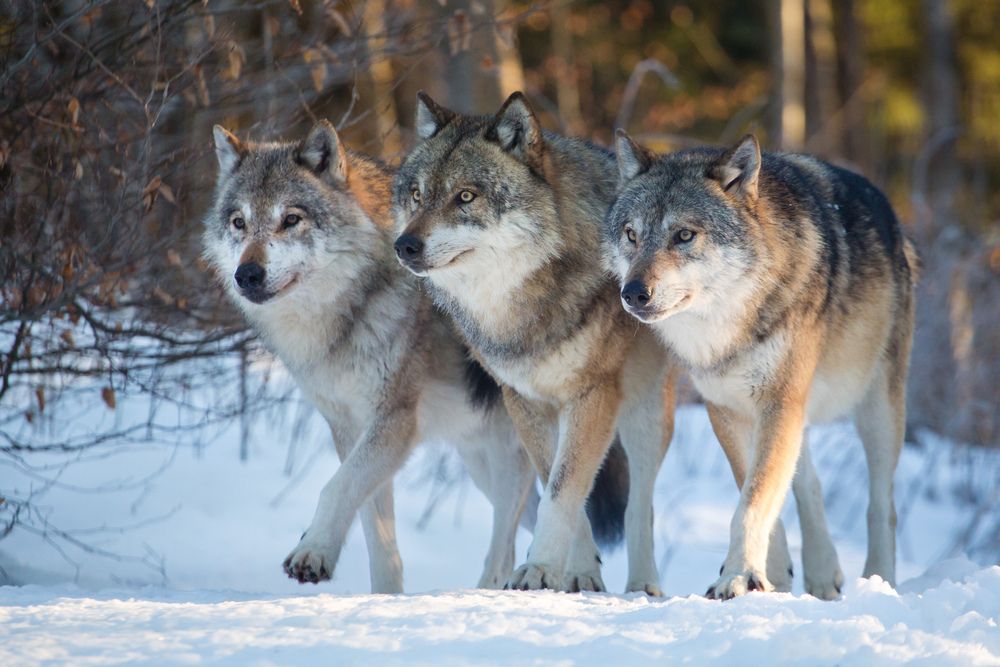 How Fast Can A Wolf Run? The Speediest Species Identified For Kids | Kidadl