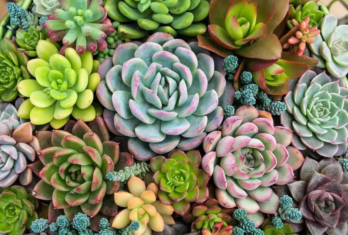 59 Super Succulent Puns That Are Dripping With Humor | Kidadl