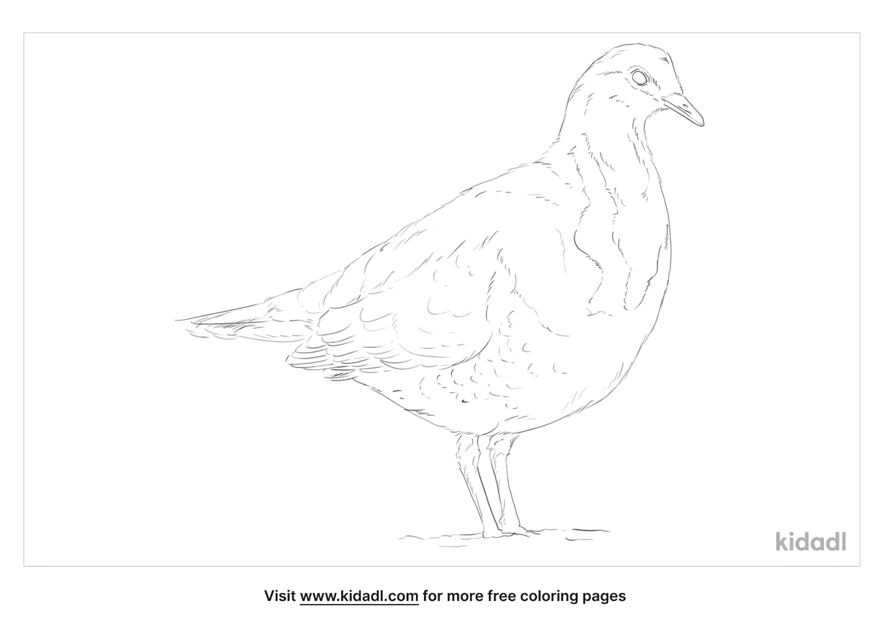 Wonga Pigeon Coloring Page