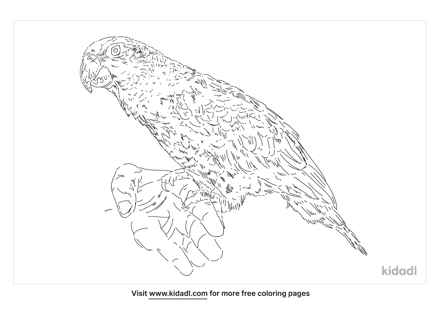 Birds Coloring Pages | Coloring Pages | Kidadl
