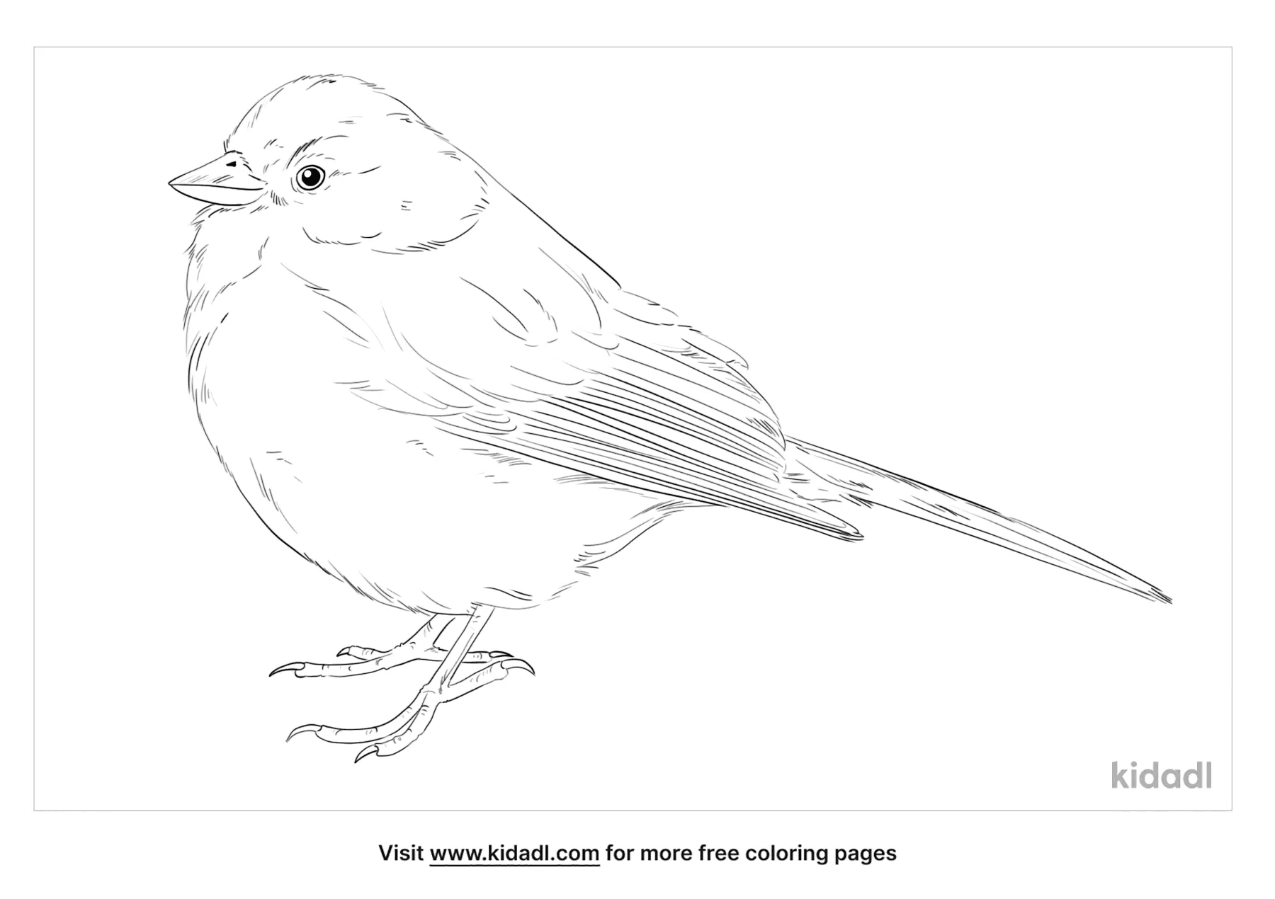Yellow-Eyed Junco Coloring Page
