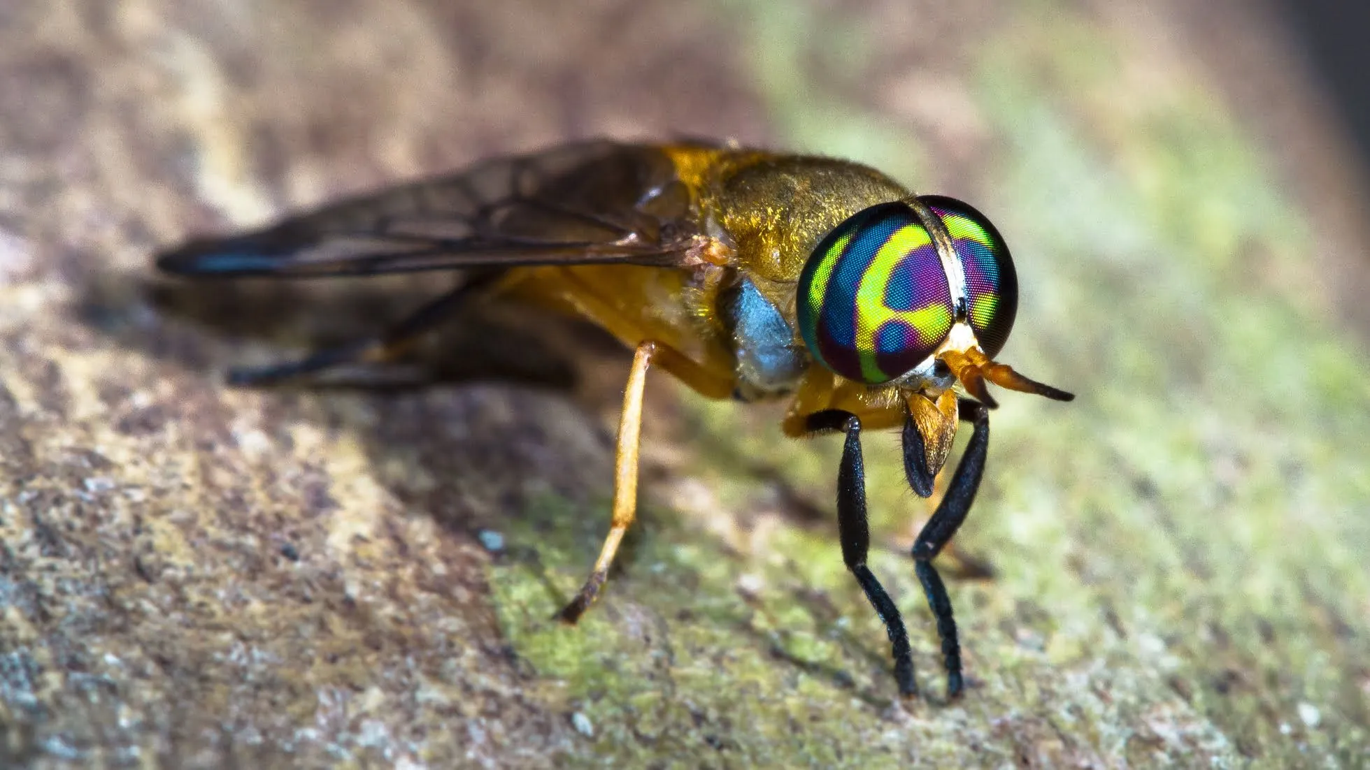 Close up of Yellow Fly -Animal Facts