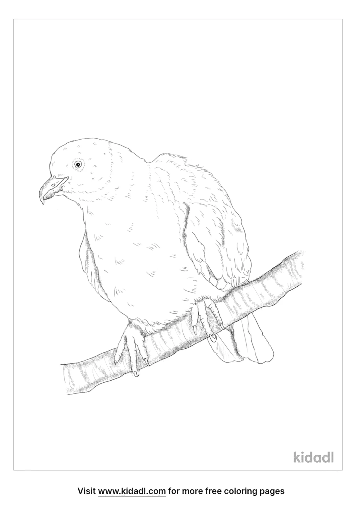 Yellow Footed Green Pigeon Coloring Page