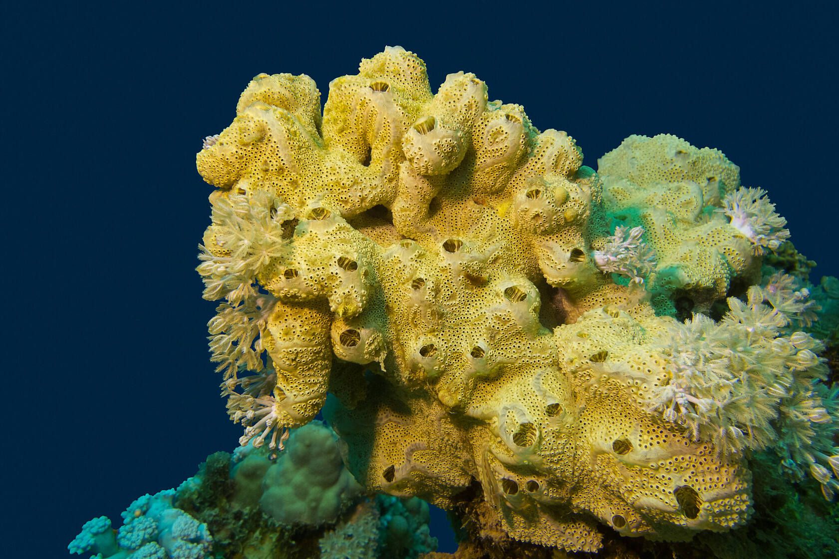 Are Sponges Animals? Unpacking These Peculiar Specimens | Kidadl