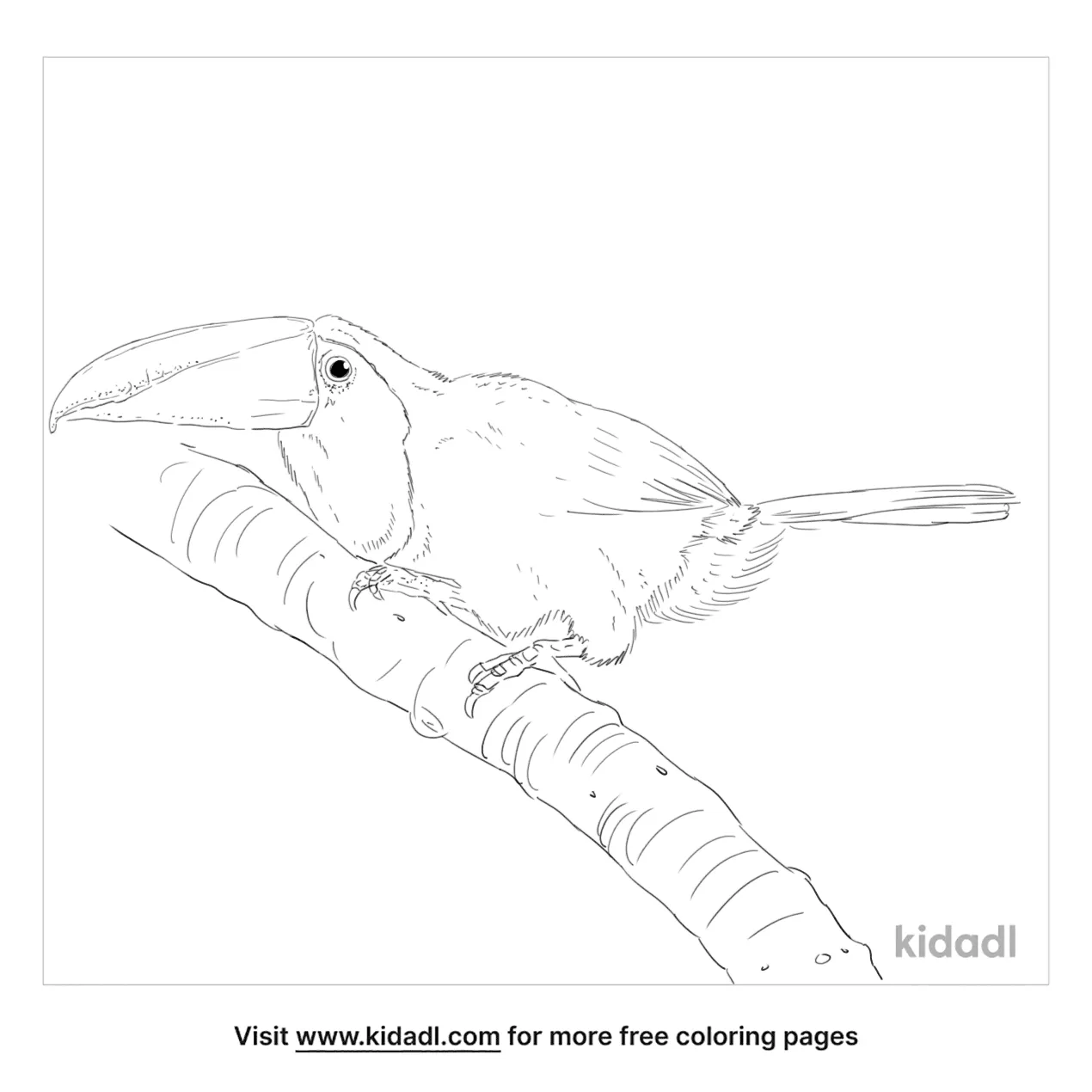 Yellow Throated Toucan Coloring Page