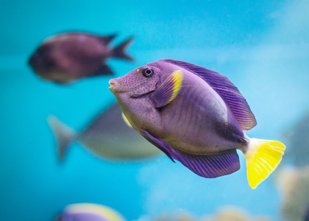 Is A Fish A Mammal? Fin-tastic Facts For Kids On Fish Classes | Kidadl
