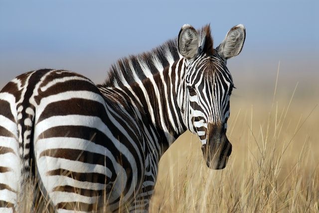 Zebras with their stripes look beautiful.