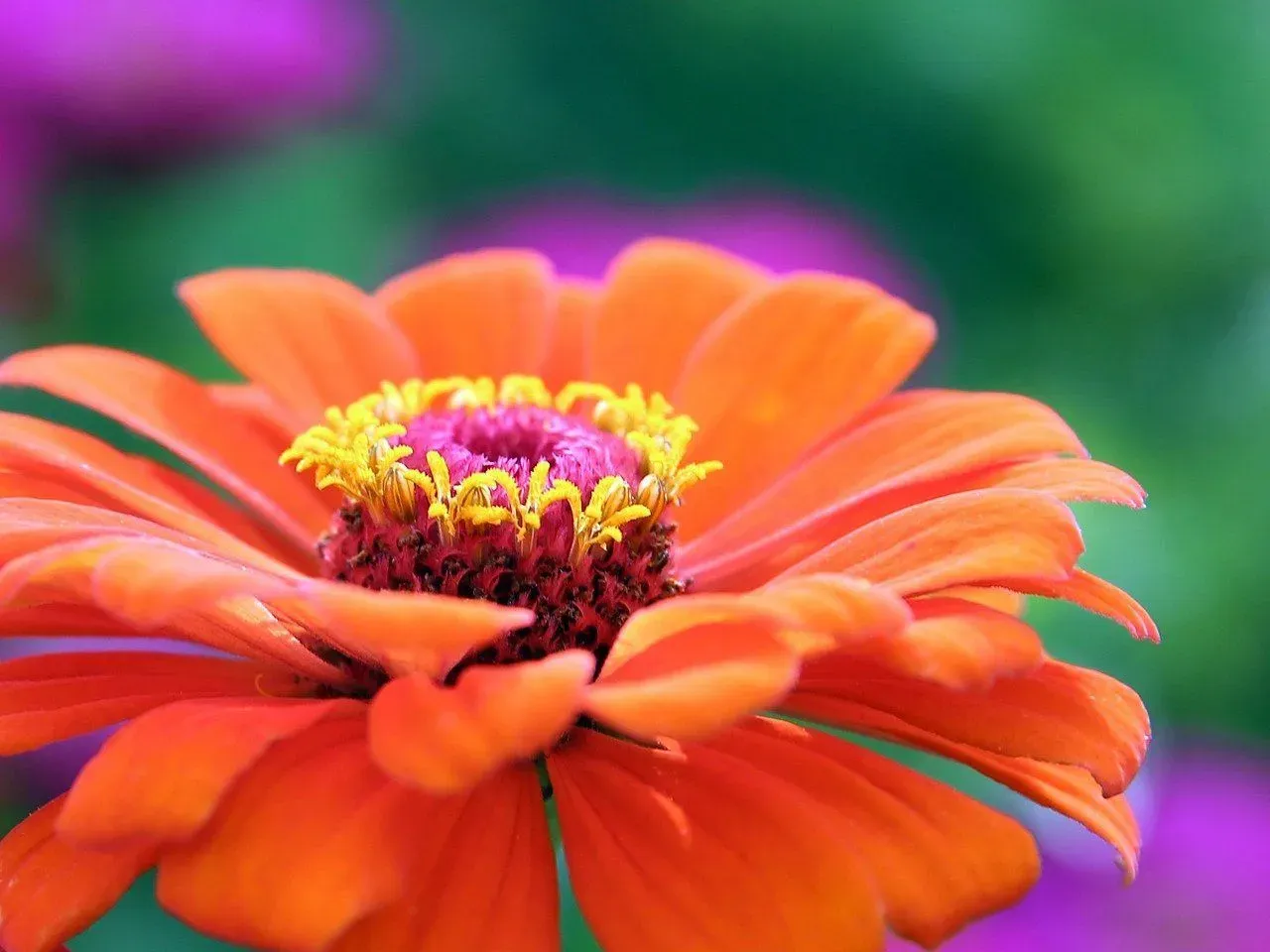 Here are some zinnia flower facts to keep in mind before planting one in your garden.