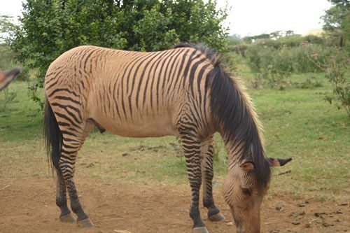 Discover zorse and hebra facts for animal lovers.